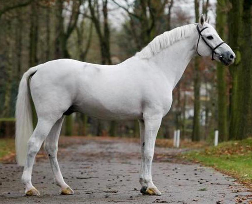 calato-z-warmblood-jumping-stallion-jumper-offspring-for-sale-at-hyperion-stud