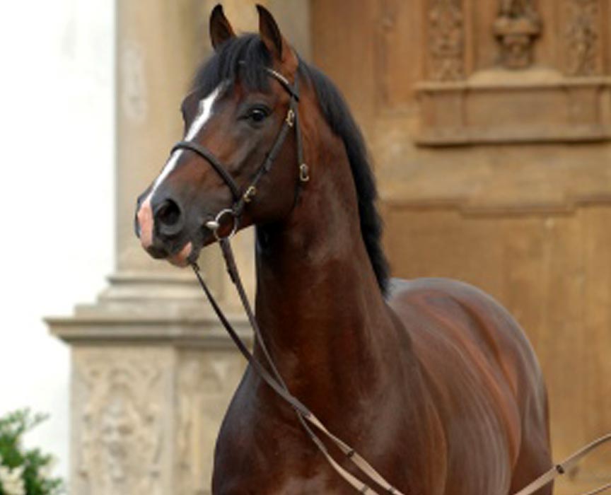 casall-ask-warmblood-jumping-stallion-jumper-offspring-for-sale-at-hyperion-stud