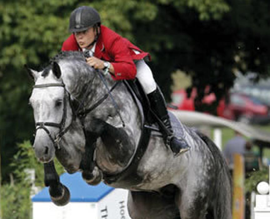 contefino-warmblood-jumping-stallion-jumper-offspring-for-sale-at-hyperion-stud