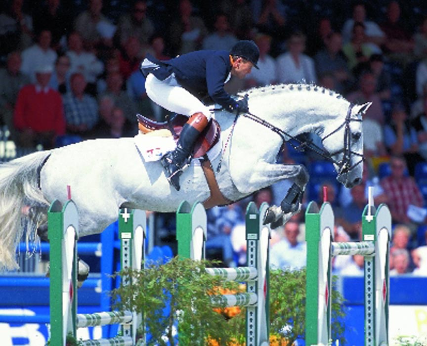 corland-warmblood-jumping-stallion-jumper-offspring-for-sale-at-hyperion-stud