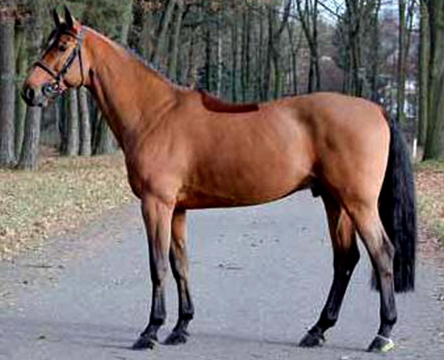 crown-z-warmblood-jumper-stallion-zangersheide-offspring-for-sale-at-hyperion-stud