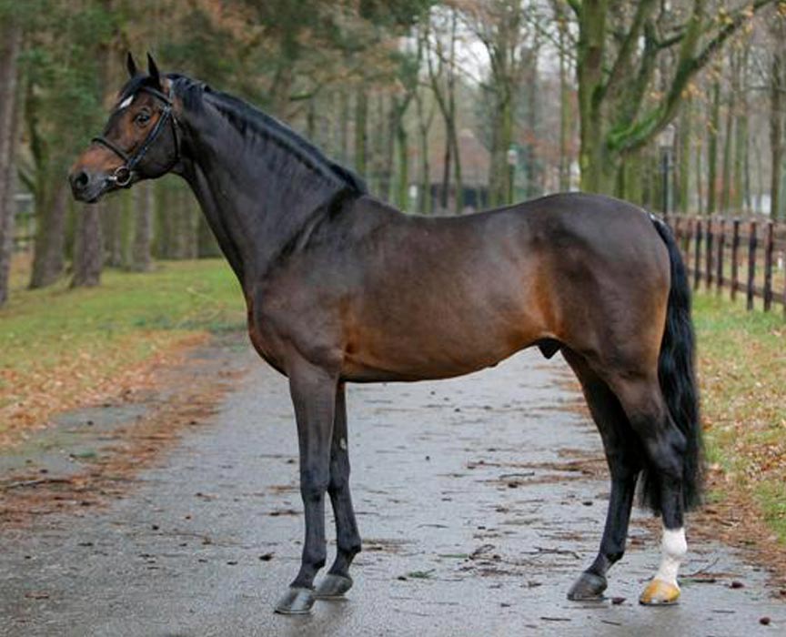 limbus-z-jumper-stallion-jumping-offspring-for-sale-at-hyperion-stud