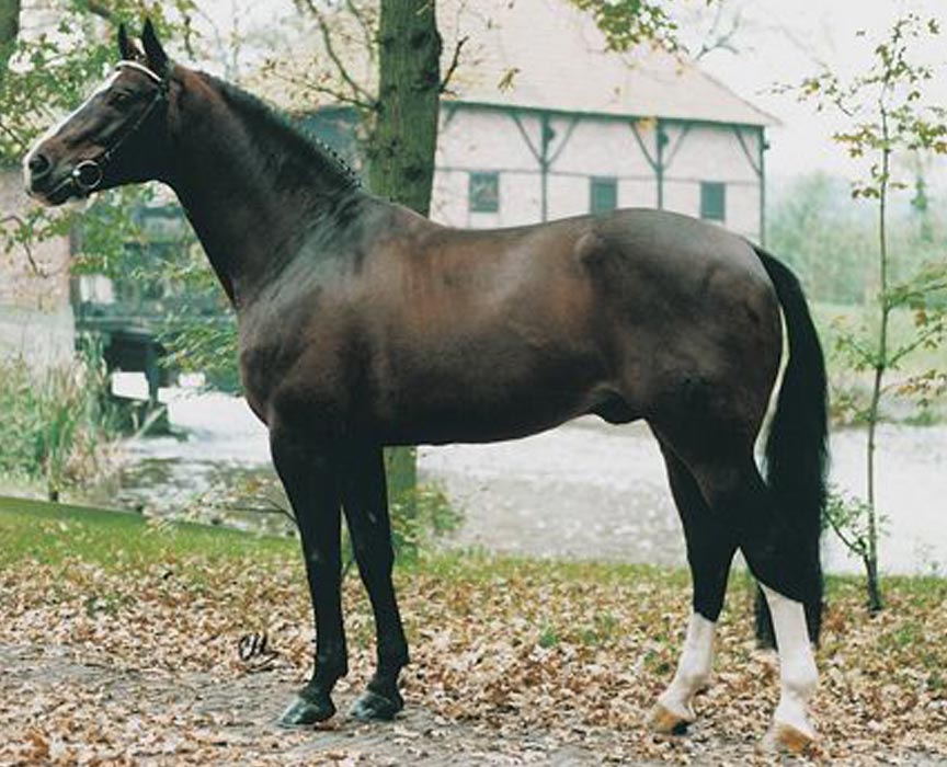 voltaire-warmblood-jumping-stallion-jumper-offspring-for-sale-at-hyperion-stud