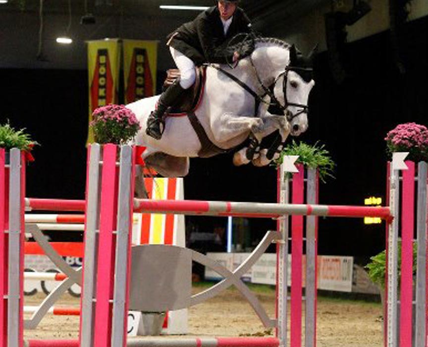 zirocco-blue-vdl-warmblood-jumping-stallion-jumper-offspring-for-sale-at-hyperion-stud